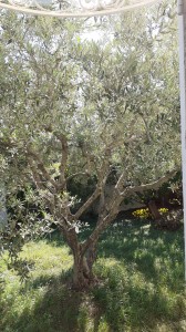 L'olivier du jardin